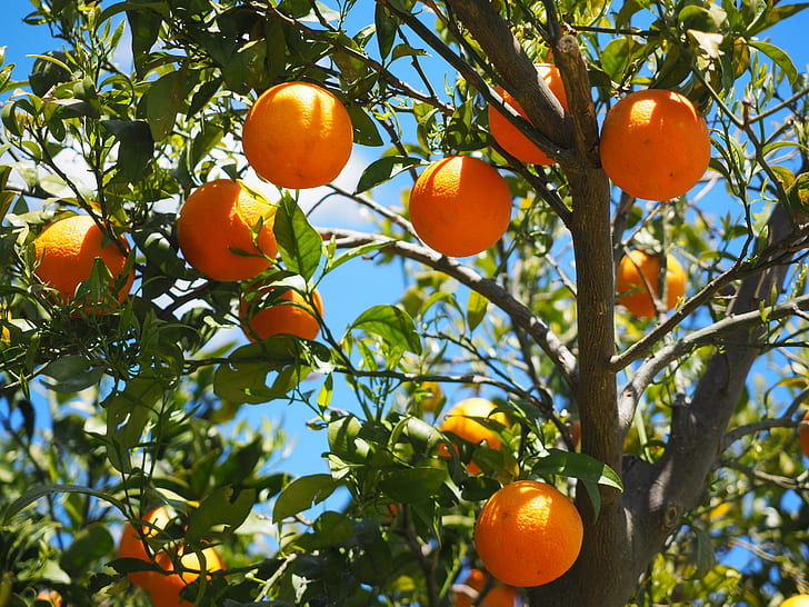 A Lost Orange