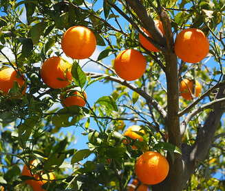 A Lost Orange